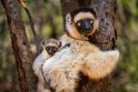 014 Berenty, verreauxsifaka